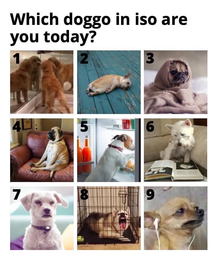 Dog - Which doggo in iso are you today? 41 5 6. 7. 8