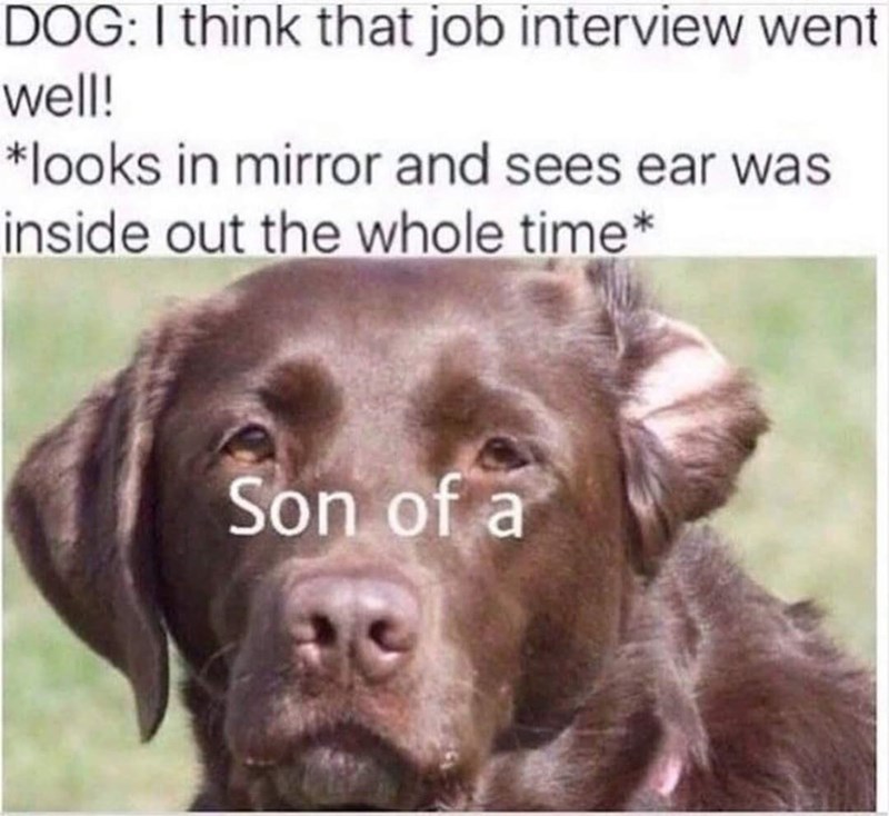 Dog - DOG: I think that job interview went well! *looks in mirror and sees ear was inside out the whole time* Son of a