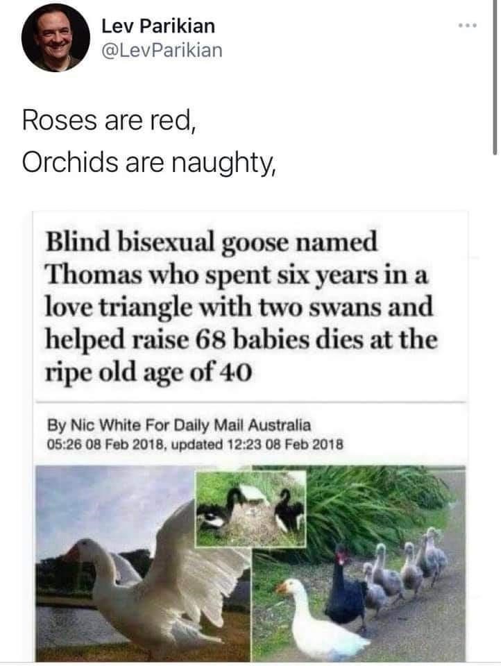 Bird - Lev Parikian ... @LevParikian Roses are red, Orchids are naughty, Blind bisexual goose named Thomas who spent six years in a love triangle with two swans and helped raise 68 babies dies at the ripe old age of 40 By Nic White For Daily Mail Australia 05:26 08 Feb 2018, updated 12:23 08 Feb 2018