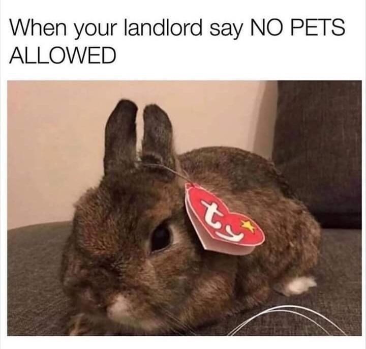 Rabbit - When your landlord say NO PETS ALLOWED t