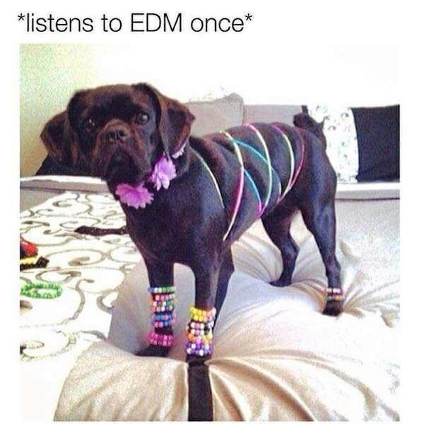 Dog - *listens to EDM once*