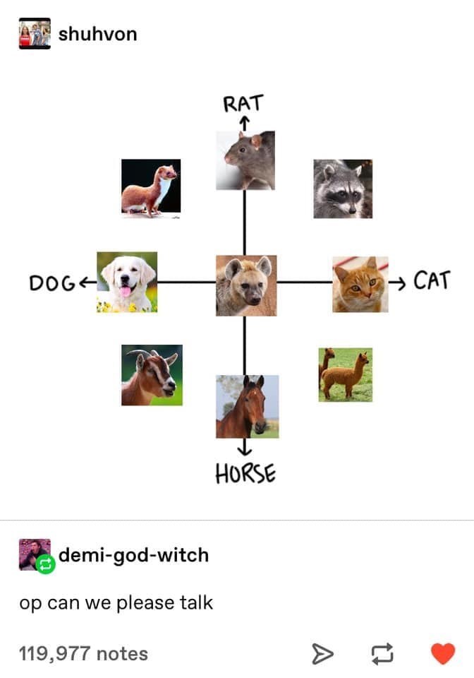 Product - shuhvon RAT DOGE → CAT HORSE demi-god-witch op can we please talk 119,977 notes