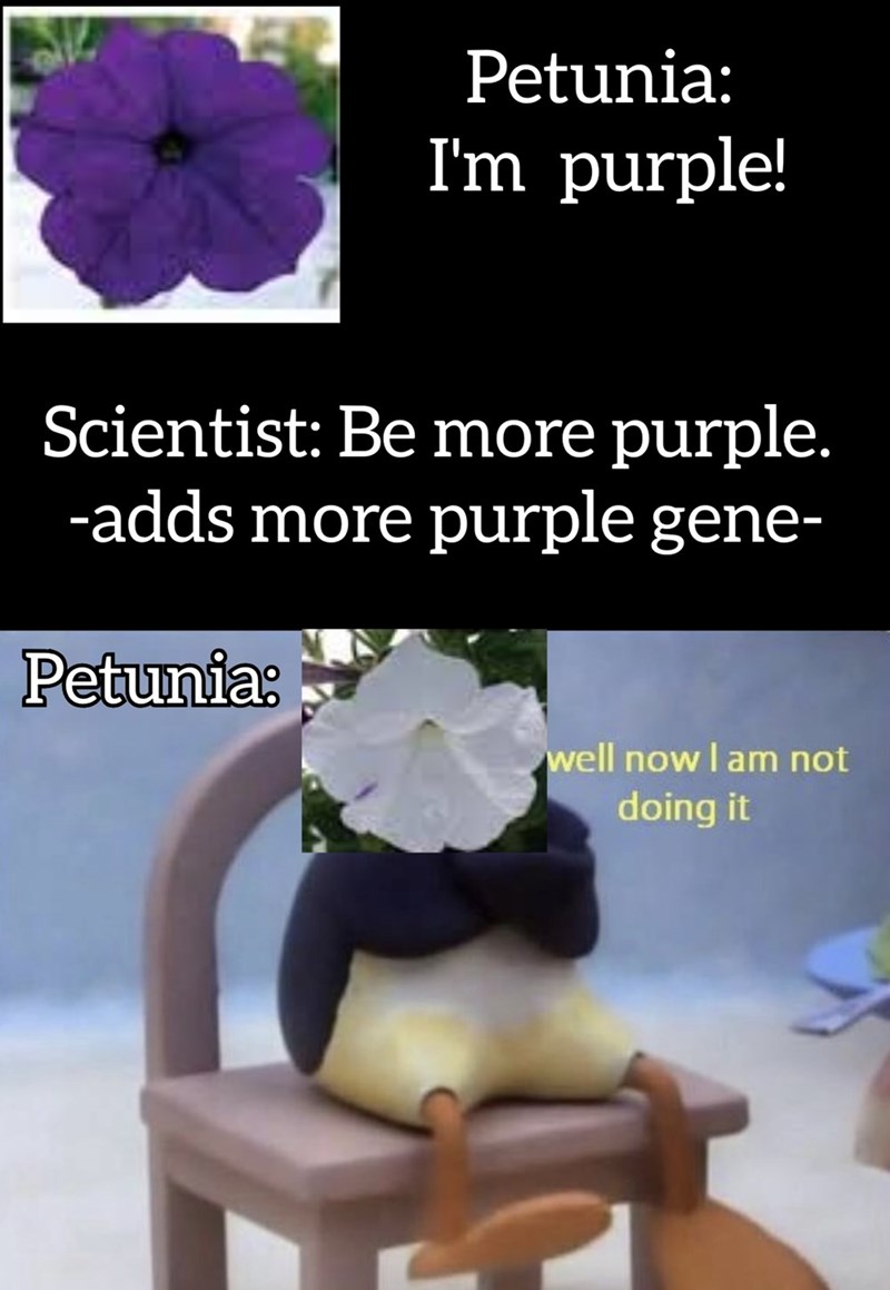 Plant - Petunia: I'm purple! Scientist: Be more purple. -adds more purple gene- Petunia: well now I am not doing it