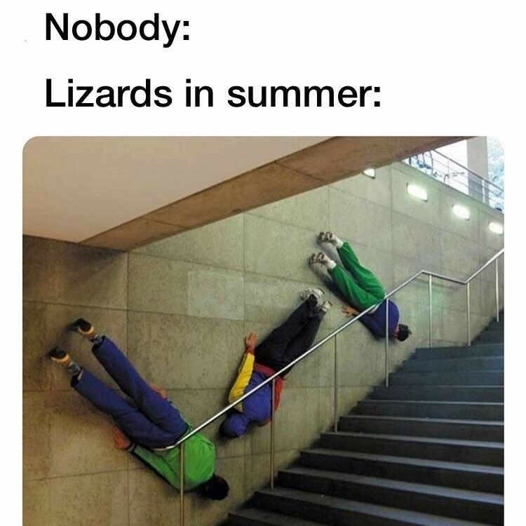Line - Nobody: Lizards in summer: