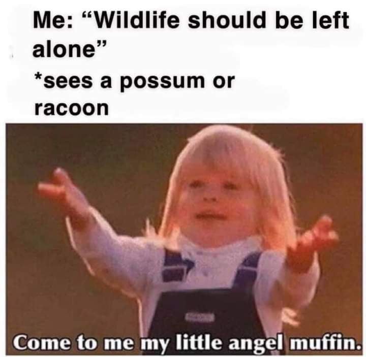im so done with him meme - Me "Wildlife should be left alone" sees a possum or racoon Come to me my little angel muffin.