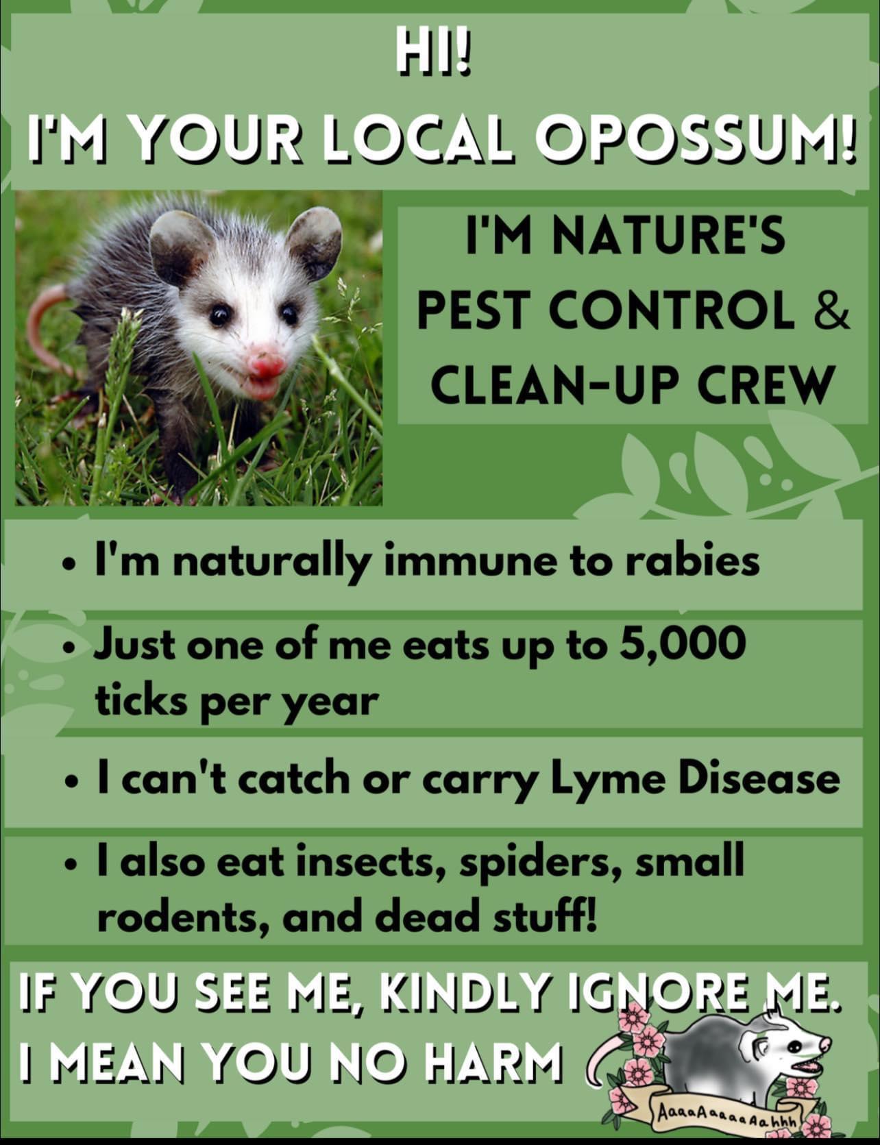opossums are your friends - Hi! I'M Your Local Opossum! I'M Nature'S Pest Control & CleanUp Crew . I'm naturally immune to rabies Just one of me eats up to 5,000 ticks per year I can't catch or carry Lyme Disease I also eat insects, spiders, small rodents