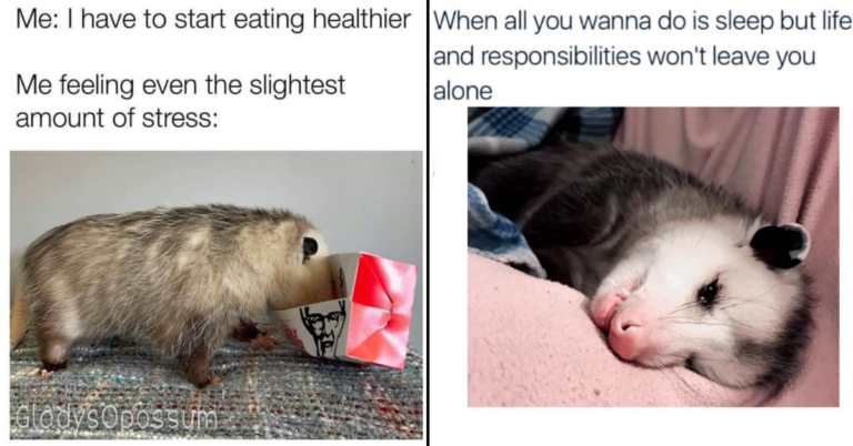 40 Possum Memes for the Trash Eaters at Heart
