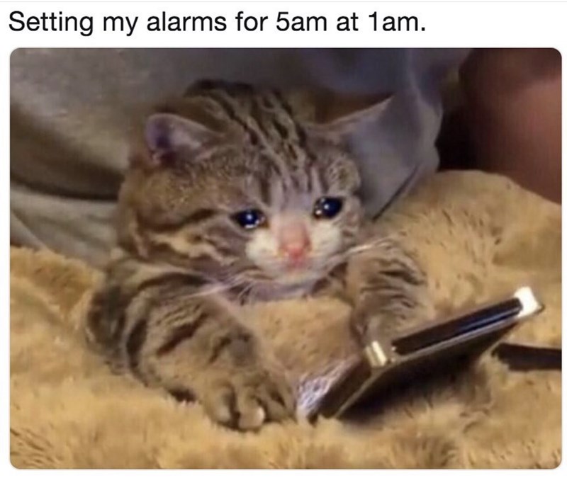 Cat - Setting my alarms for 5am at 1am.