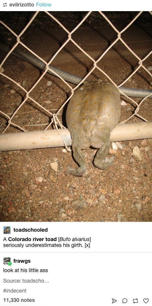 Organism - evilrizotto Follow toadschooled A Colorado river toad [Bufo alvarius] seriously underestimates his girth. [x] frawgs look at his little ass Source: toadscho... #indecent 11,330 notes A a 13 3