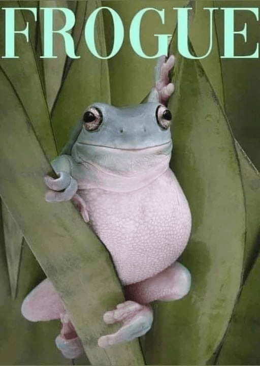 Plant - FROGUE