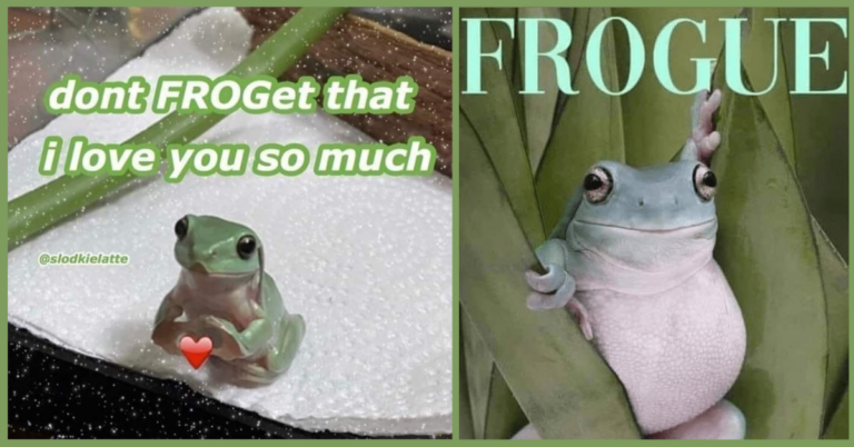 Frog Memes That Will Have You Hopping with Laughter